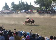 Kejuaraan karapan sapi yang digelar dalam rangka hari jadi (harjad) Jet Matic Foundation (JMF) dan Big Boss di lapangan Priok, Kecamatan Ketapang, Kabupaten Sampang, Madura